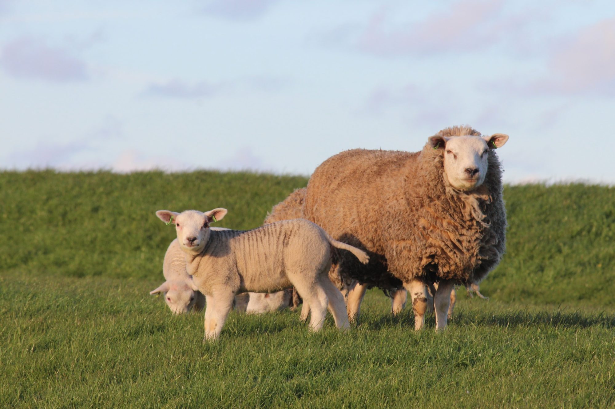 Weiland schapen lammetjes natuur leven Friesland