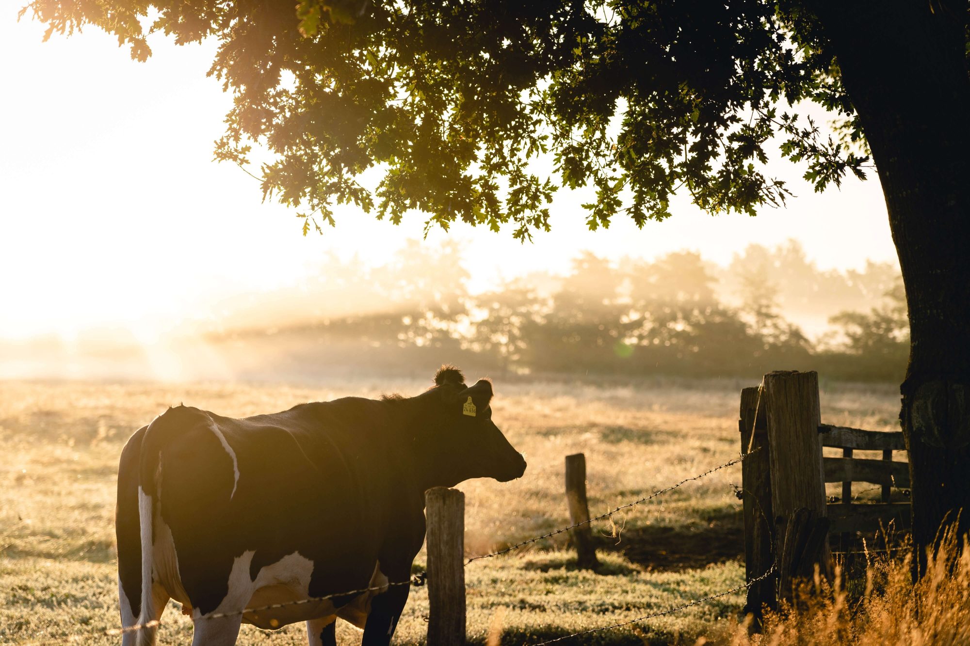 Weilanden koeien wonen leven friesland genieten