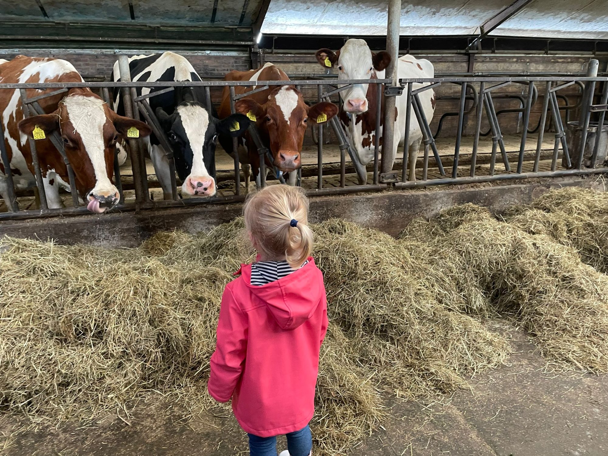 Berneopfang De Keallepôle Koeien